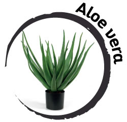 Plant in the bedroom: Aloe Vera