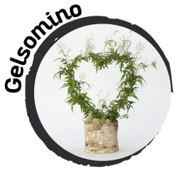 Plant in the bedroom: Gelsomino