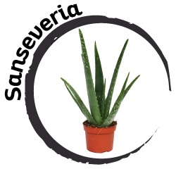 Plant in the bedroom: Sanseveria